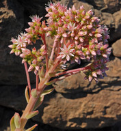 Aeonium percarneum