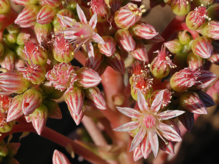 Aeonium percarneum