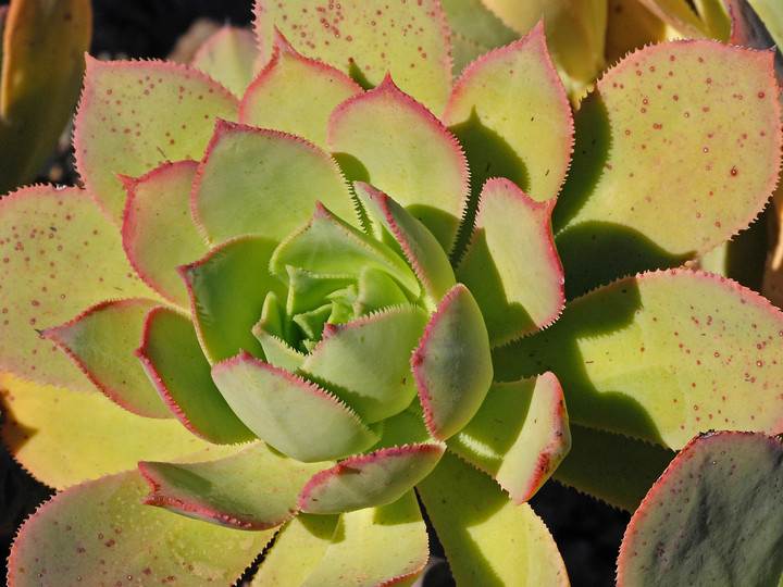 Aeonium percarneum