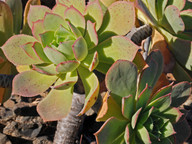 Aeonium percarneum