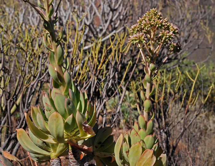 Aeonium percarneum