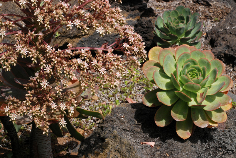 Aeonium pseudourbicum?