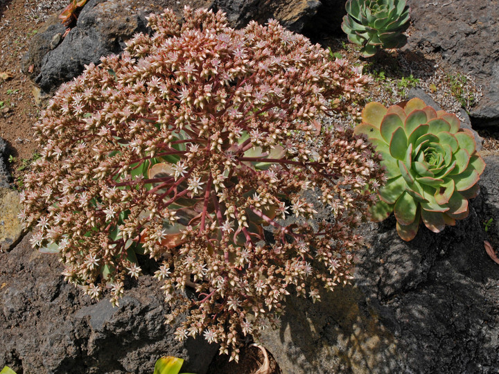 Aeonium pseudourbicum?