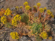 Aeonium simsii