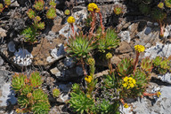 Aeonium simsii