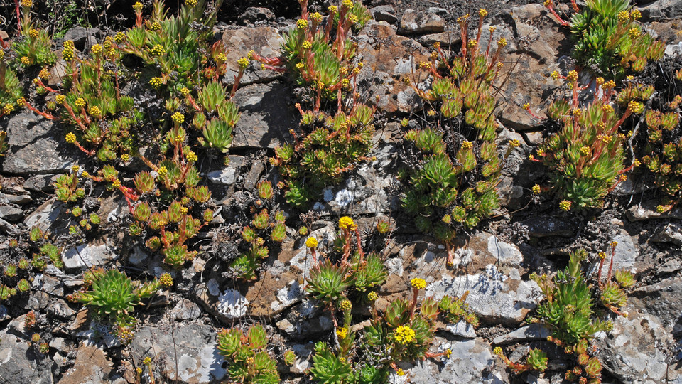 Aeonium simsii