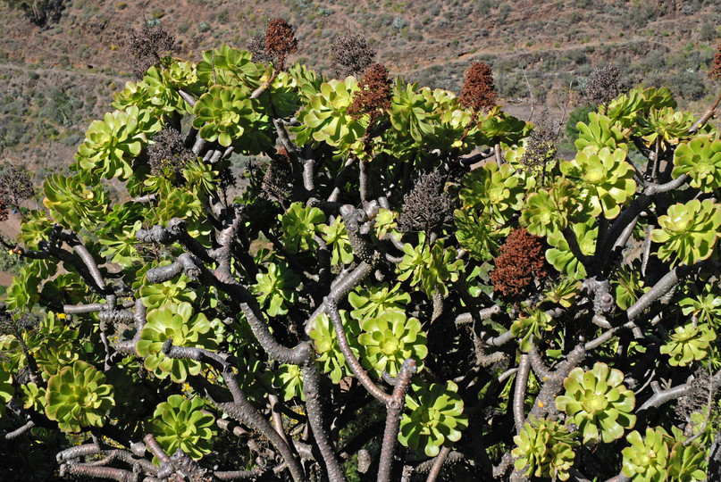 Aeonium precarneum