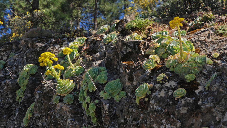 Greenowia aurea