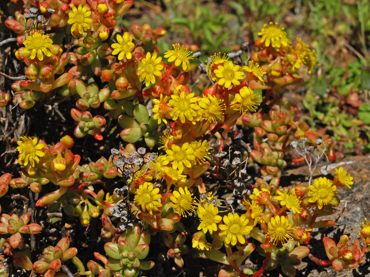 Aeonium sedifolium