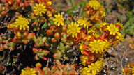 Aeonium sedifolium