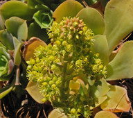 Aeonium canariense