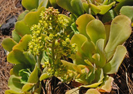 Aeonium canariense