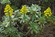 Aeonium undulatum