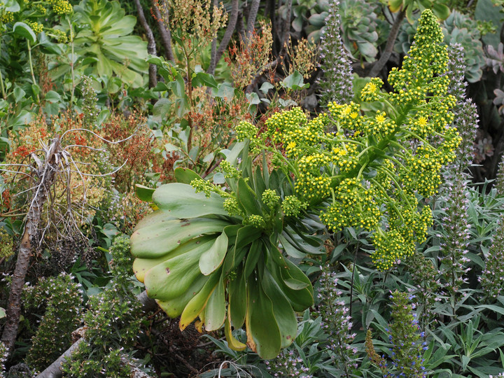 Aeonium undulatum