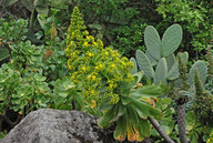 Aeonium undulatum