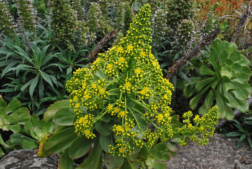 Aeonium undulatum