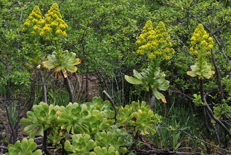 Aeonium undulatum