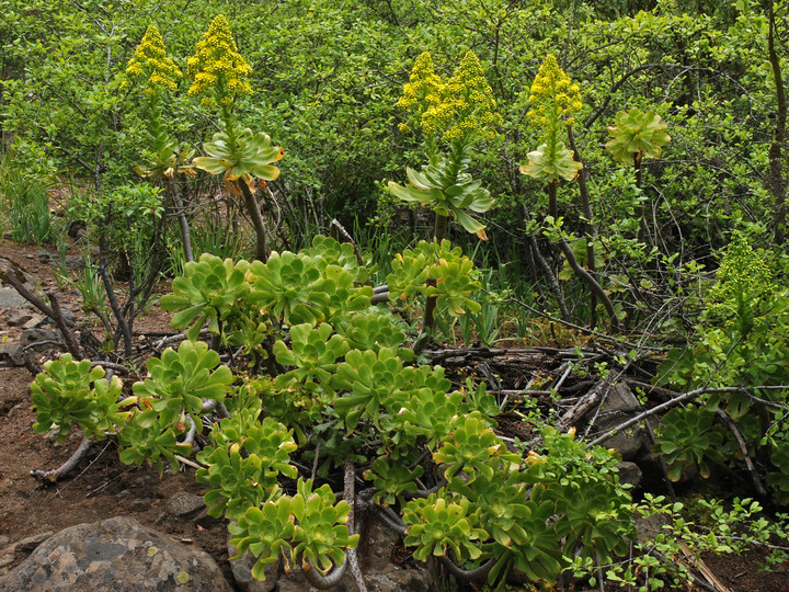 Aeonium undulatum