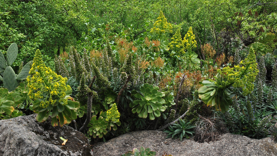 Aeonium undulatum