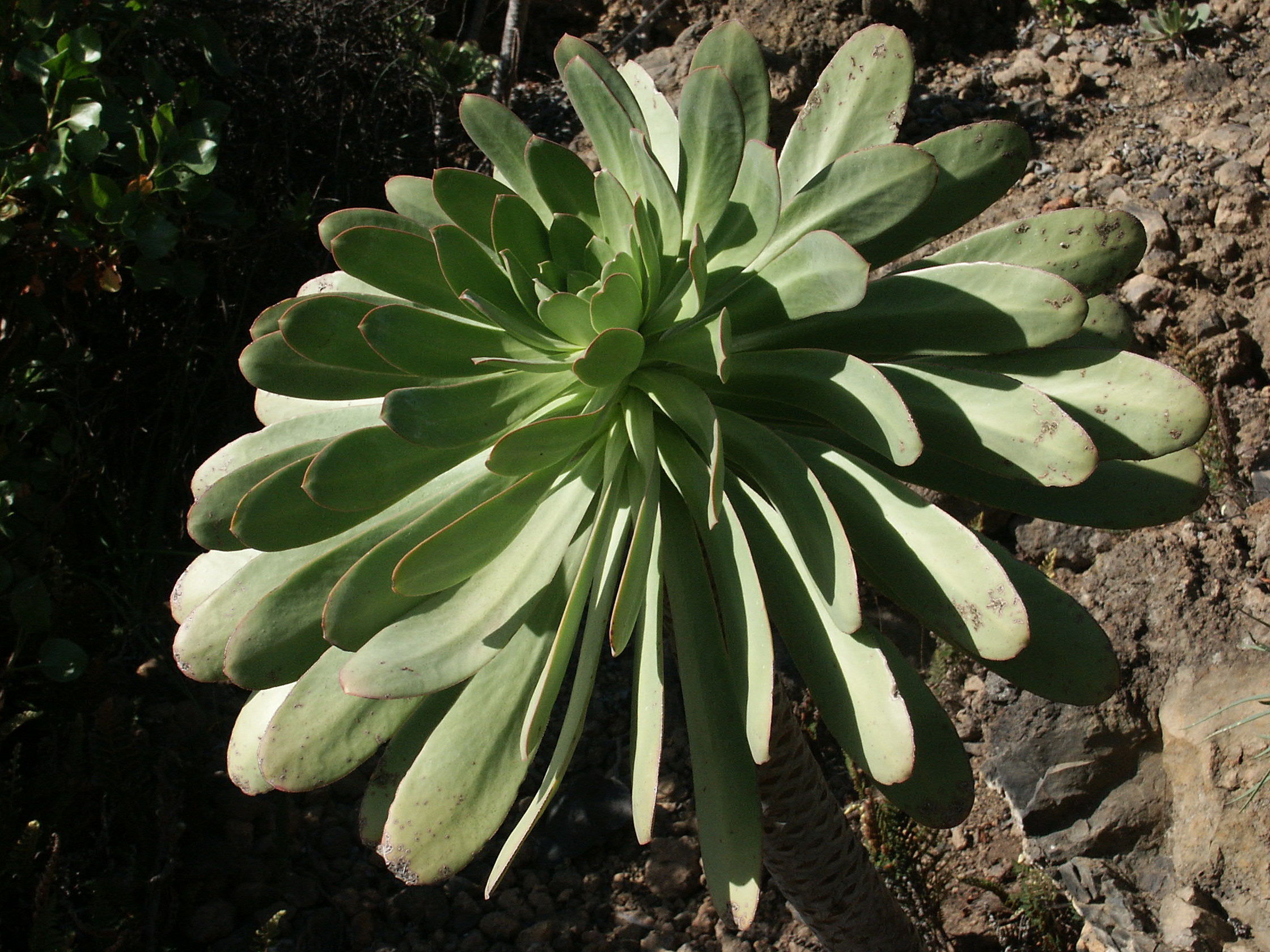 Aeonium urbicum