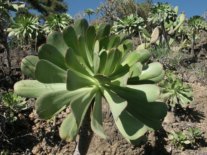 Aeonium urbicum