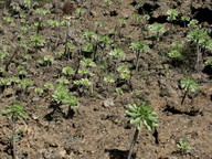 Aeonium urbicum