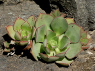 Aeonium ciliatum