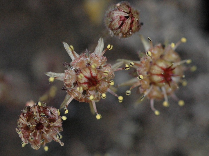 Monanthes brachycaulos