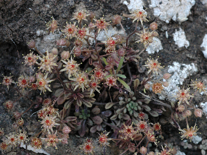 Monanthes brachycaulos