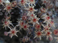 Monanthes brachycaulos