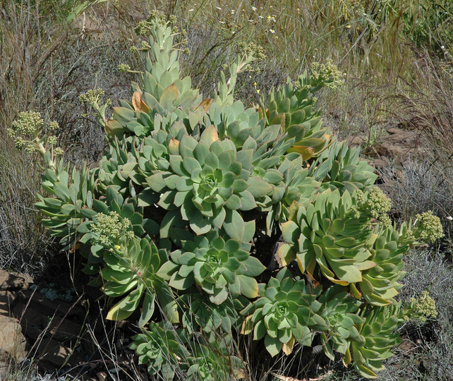 Aeonium percarneum