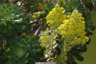 Aeonium manriqueorum