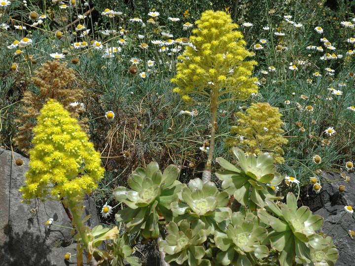 Aeonium holochrysum