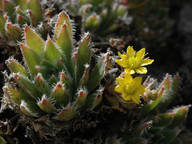 Aeonium simsii