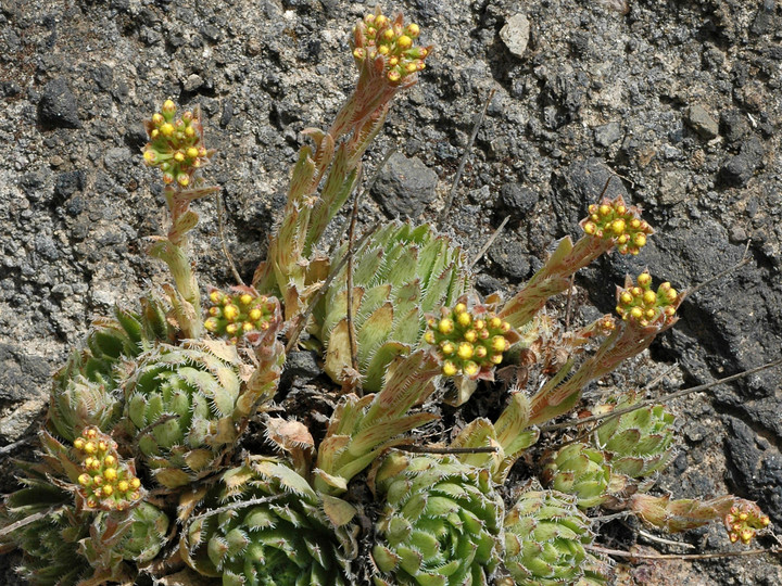 Aeonium simsii