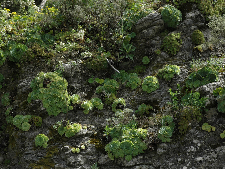 Greenowia aurea