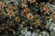 Monanthes brachycaulos