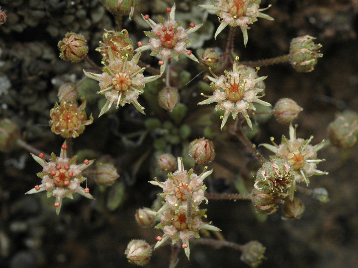 Monanthes brachycaulos