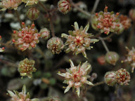 Monanthes brachycaulos