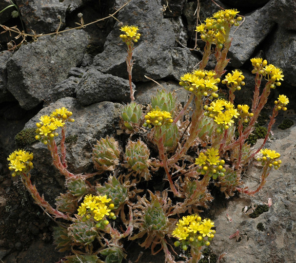 Aeonium simsii