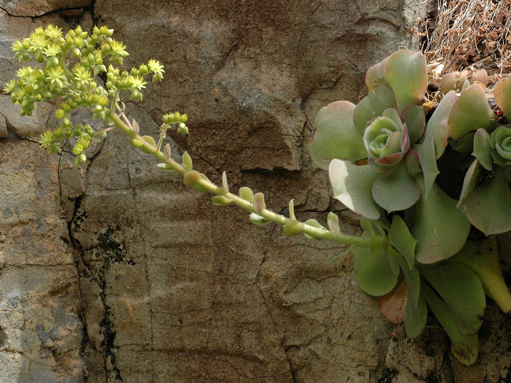 Greenowia aurea