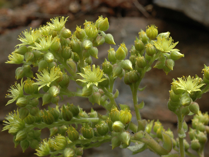 Greenowia aurea