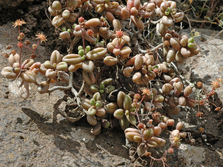 Monanthes laxiflora