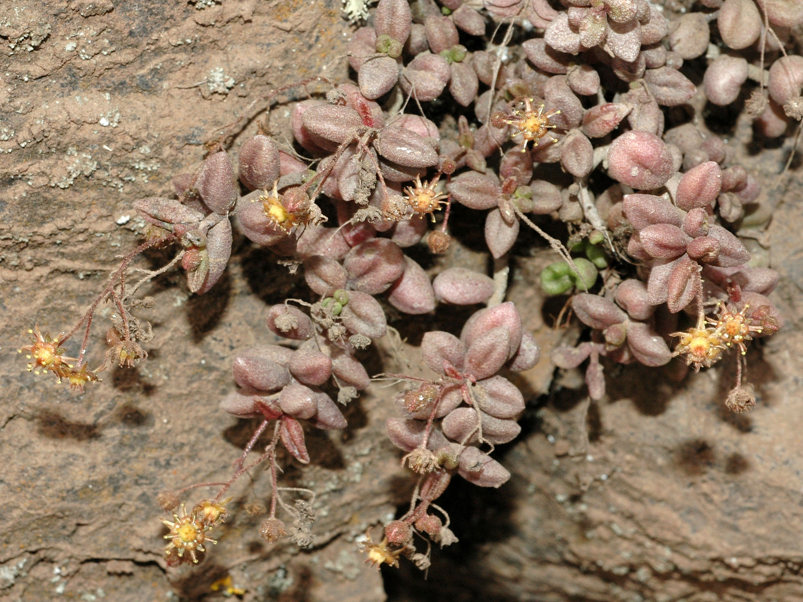 Monanthes laxiflora