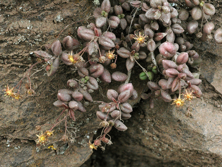 Monanthes laxiflora