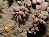 Monanthes laxiflora