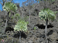 Aeonium urbicum