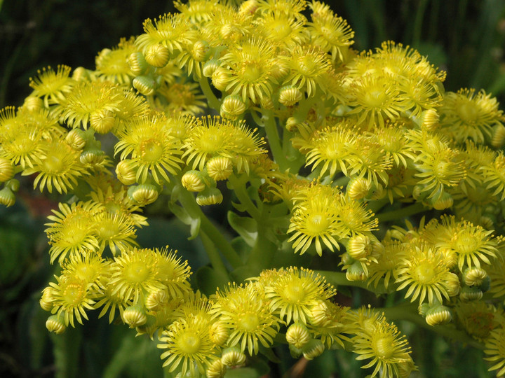 Greenowia diplocycla