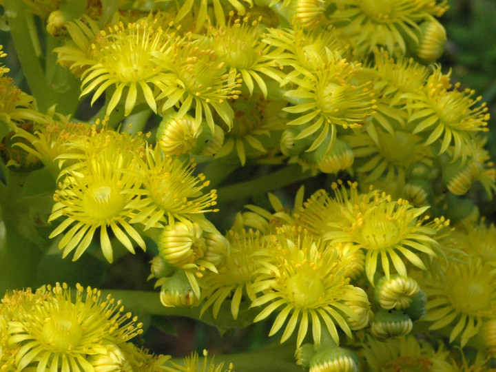 Greenowia diplocycla