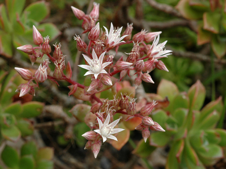 Aeonium decorum